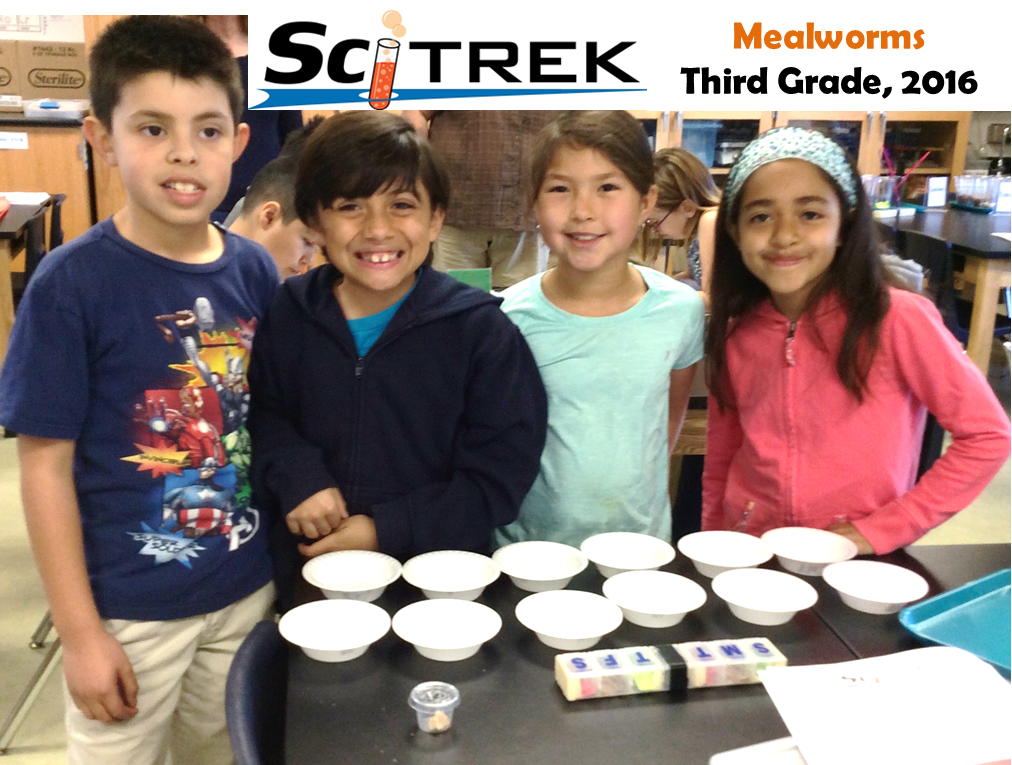 3rd Grade SciTrek Mealworm Investigation!